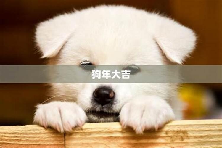 58年的狗今年的运势