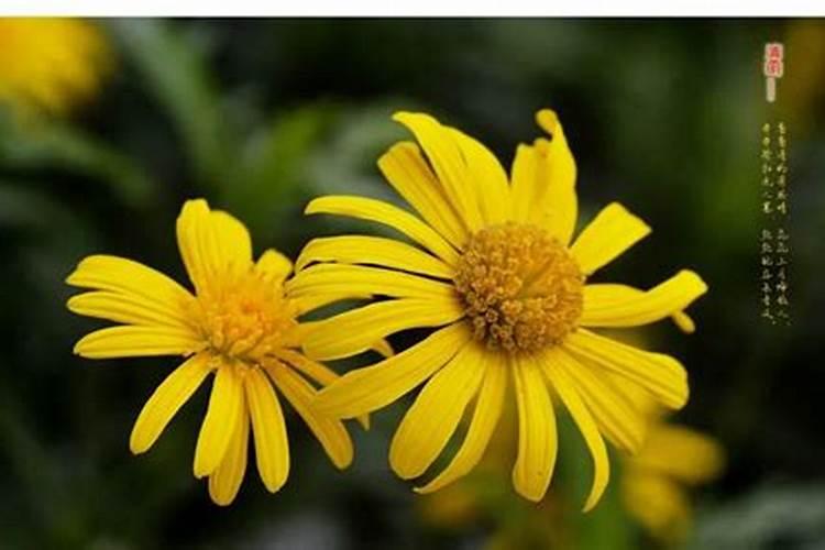 正月初五去哪看花？