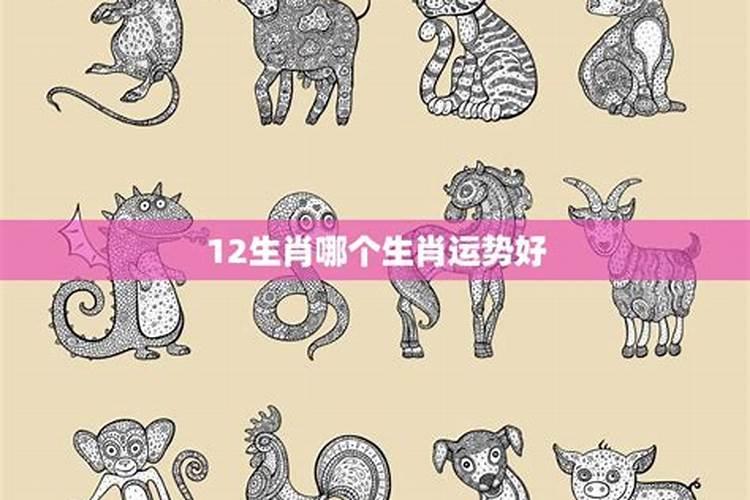 猪年哪个属相运势好？