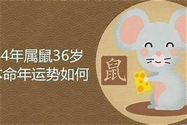 1984年九月的鼠的运势如何？