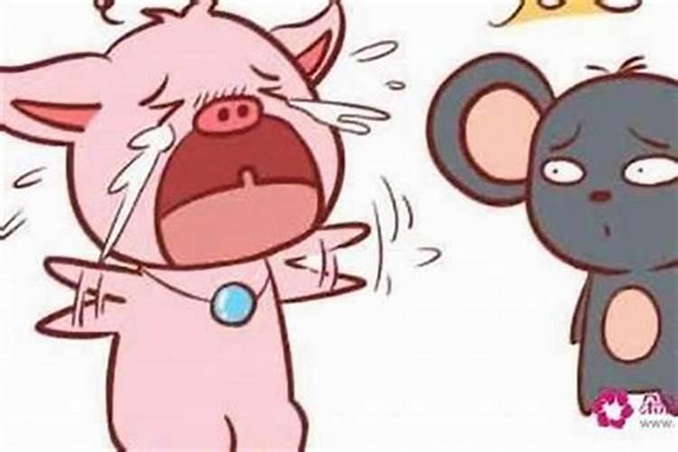男数鼠和数猪的合婚吗？