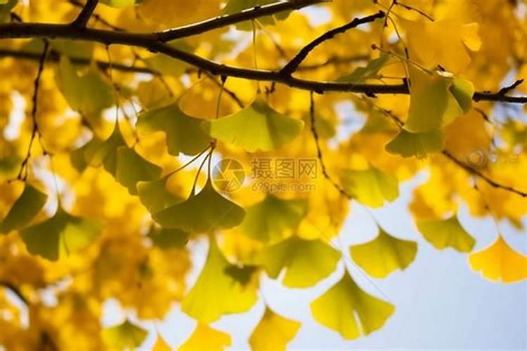 农历三月十五的银杏树