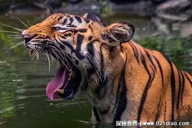 梦见老虎很温顺好不好呢？