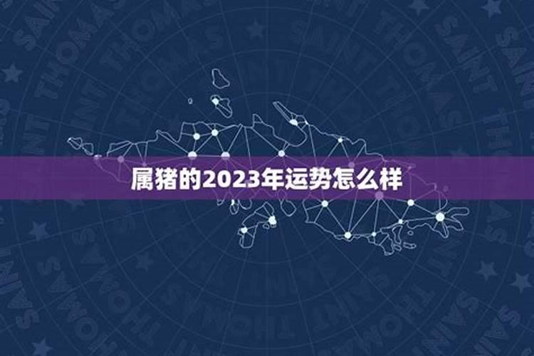 猪年马的运势怎么样？