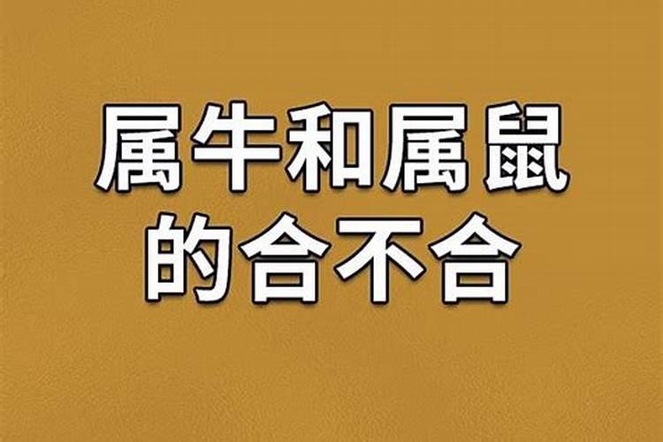 鼠和牛八字合不合