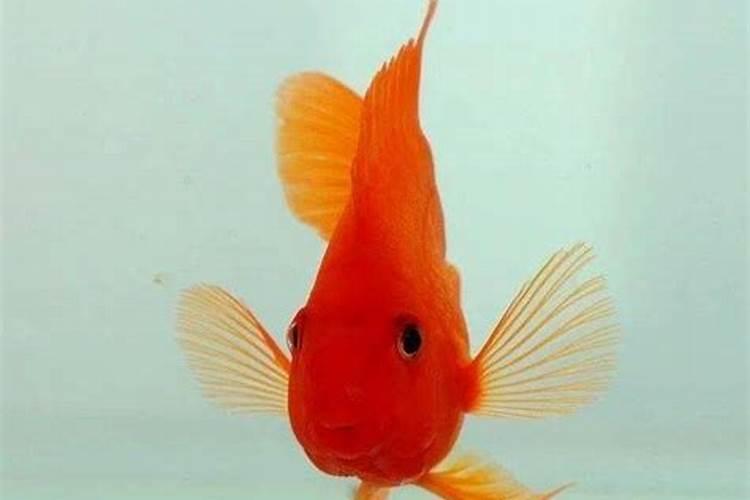 立夏养鱼应注意哪些事项？