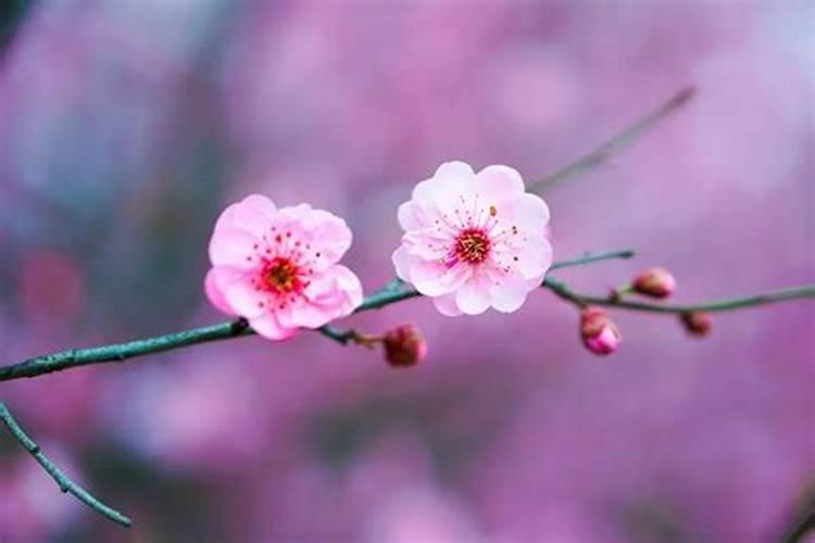 女子犯桃花煞会怎样？