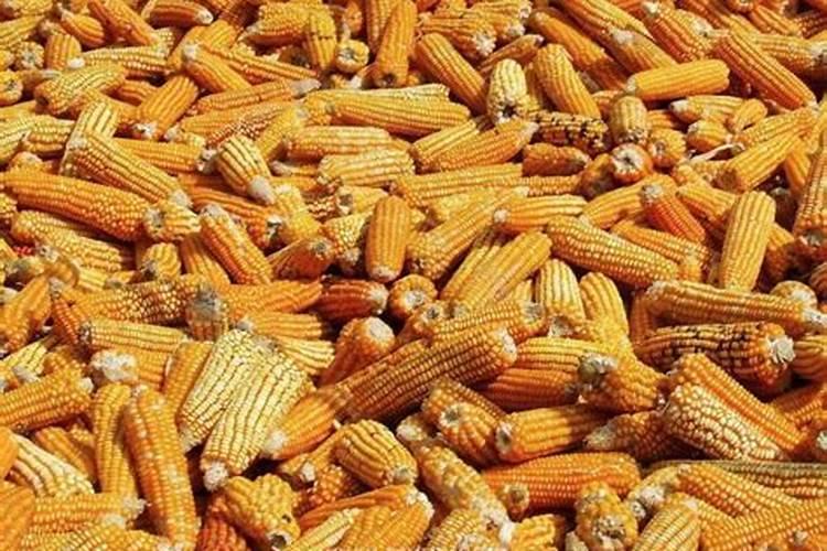 梦见玉米棒是什么意思？