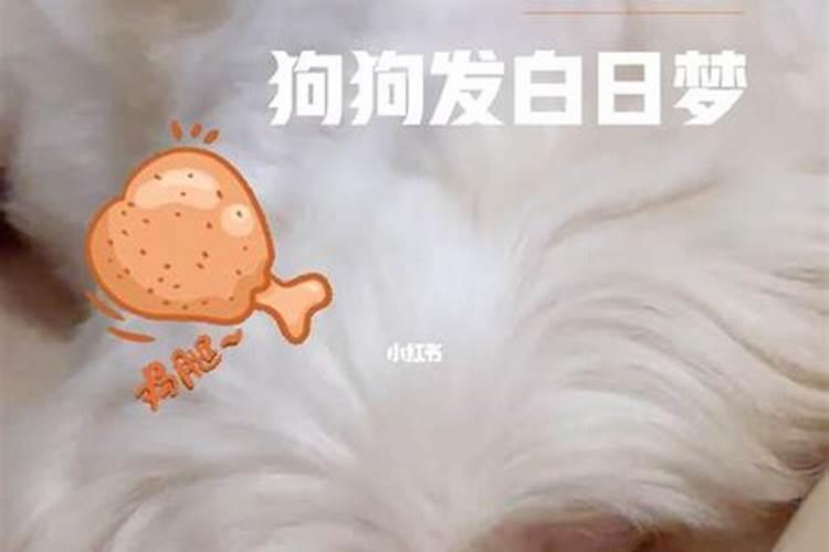 梦见了狗是什么意思？