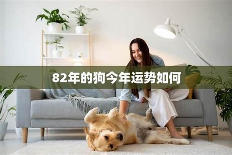 82年2月的狗2026年运势