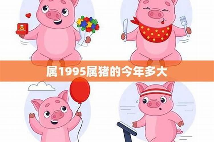 男孩属猪95年今年运势