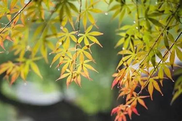 立秋后需要注意哪些病？