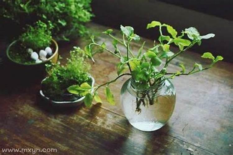梦见绿色植物是什么意思？