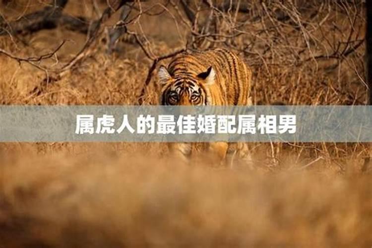 属虎与什么属相最佳婚配？