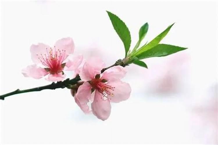 怎么旺桃花运？