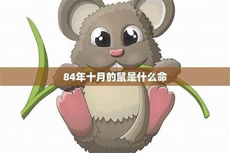 属鼠十月初一出生命运