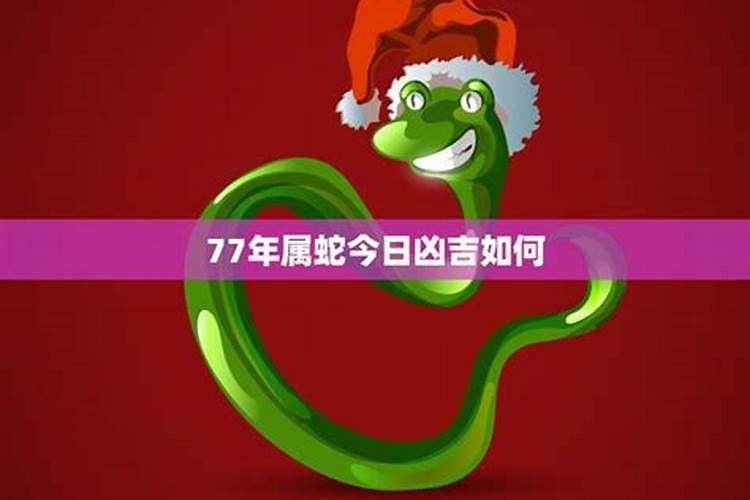 77年蛇今年的运势如何？
