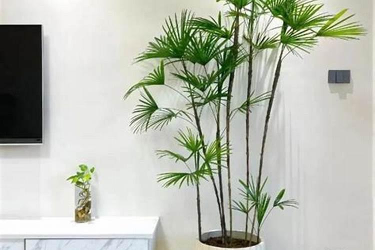 家里养的绿植和运势有关吗？