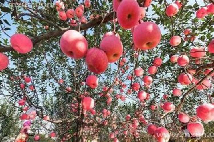 梦见吃苹果和满树苹果什么征兆？