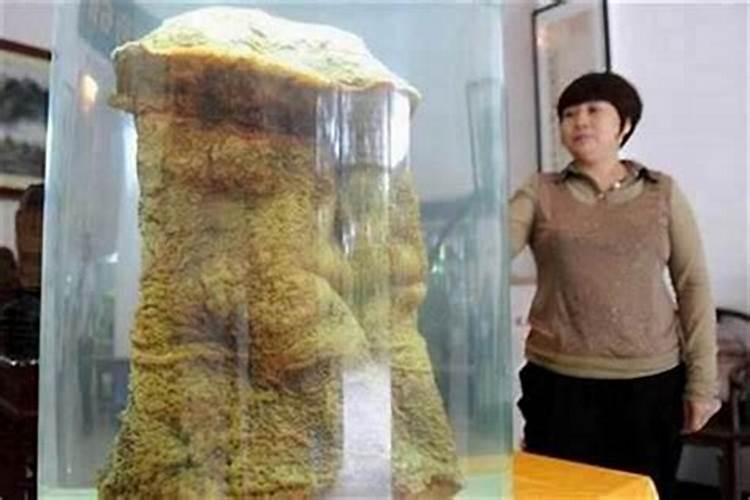 太岁是在哪里生长的？
