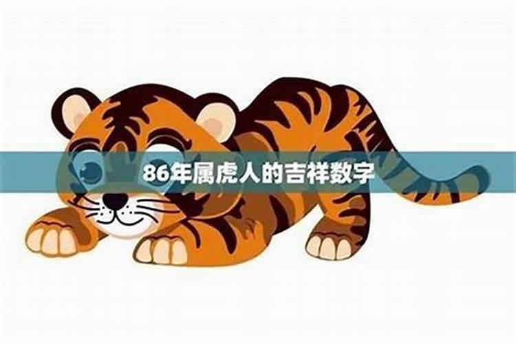 寿老虎2026年运程