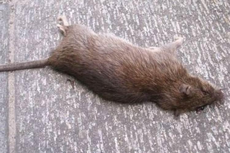 梦见老鼠被自己打死