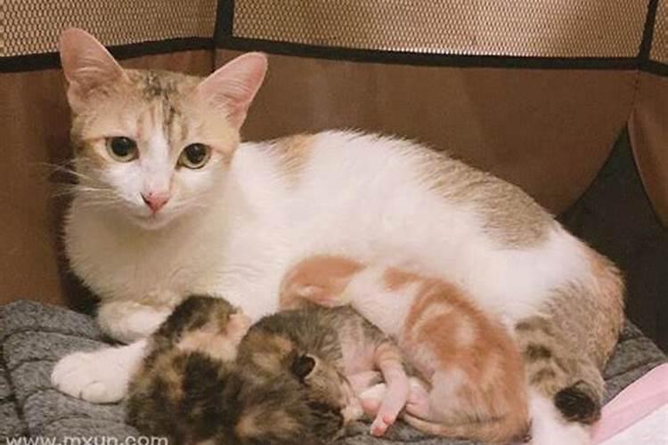 梦见猫生小猫大猫死了是什么预兆？