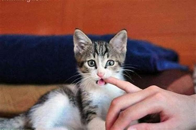 梦见猫咬手不松嘴什么意思？