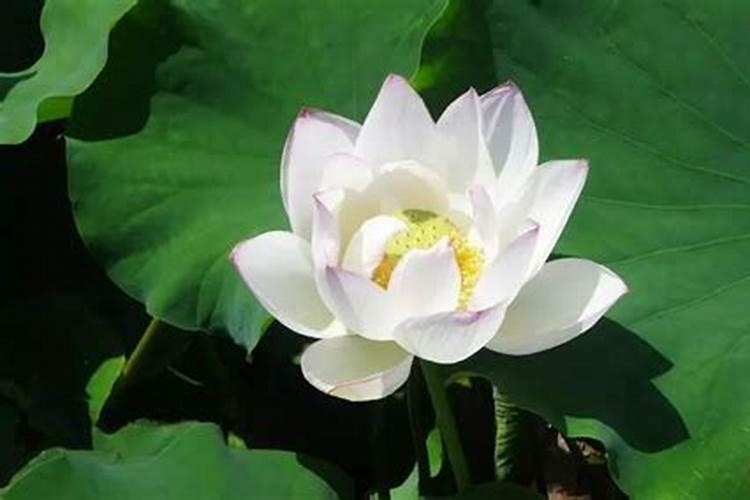 童子命那嫫可怕吗？