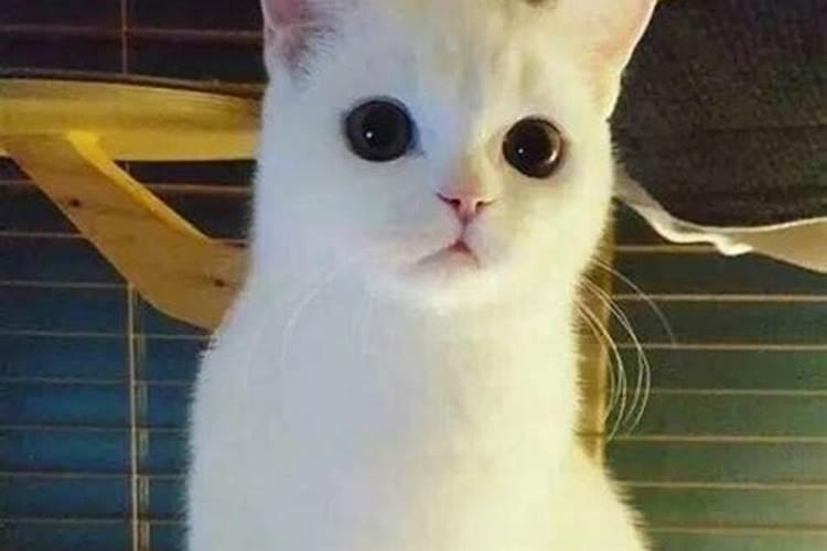猫进家门预示着什么？