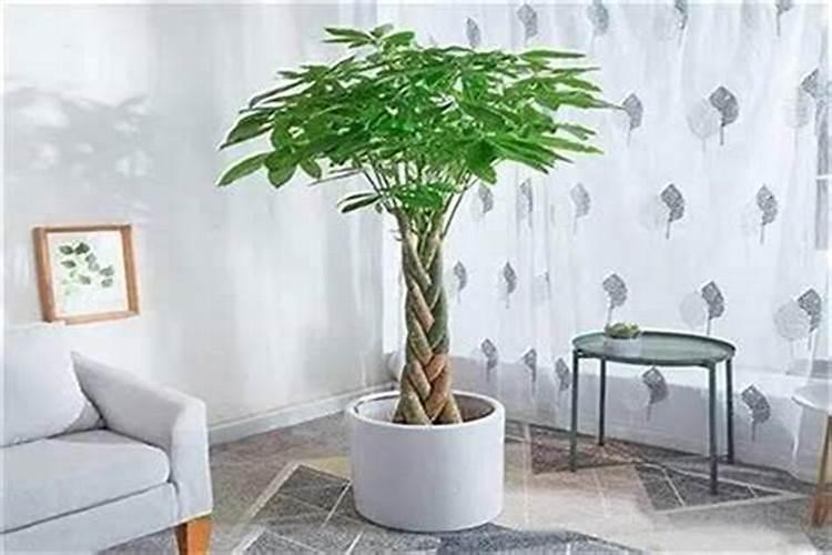 店门口放什么植物招财？