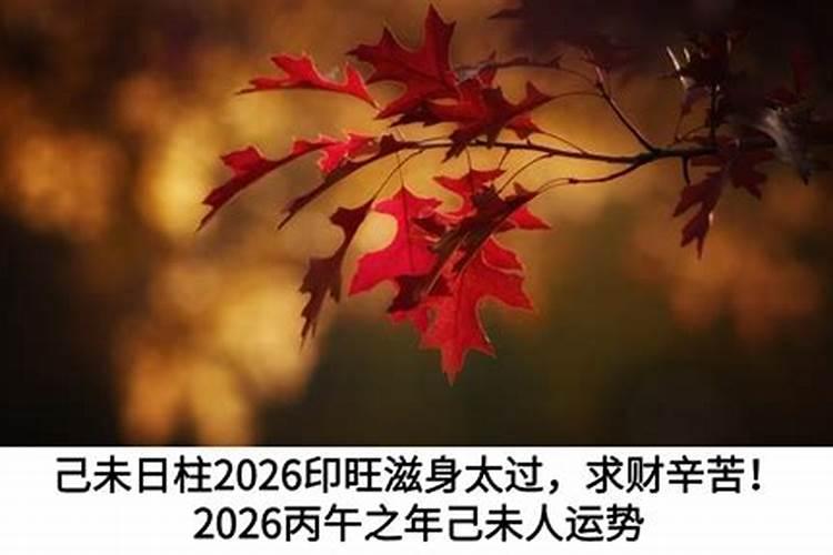 己未人2026年运势