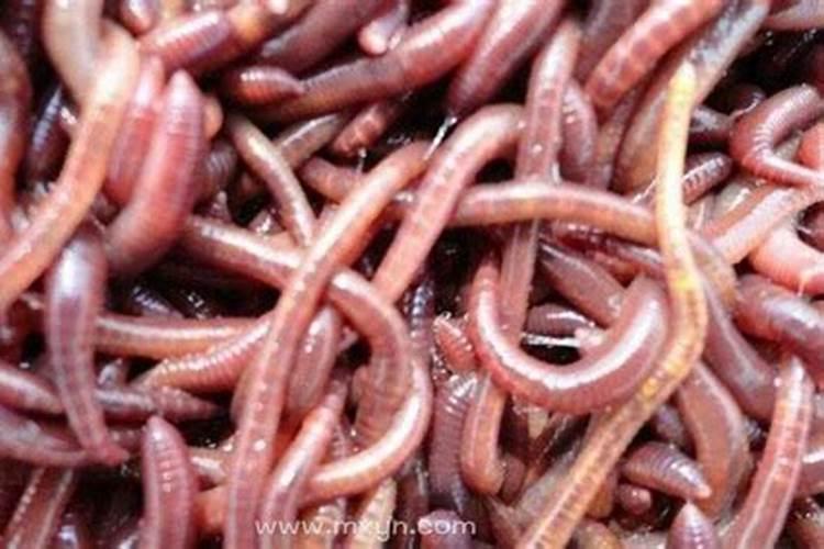 梦到蚯蚓预示着什么？