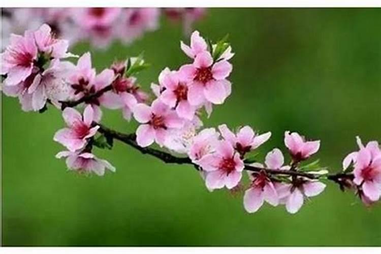 壬子时算桃花带煞吗？