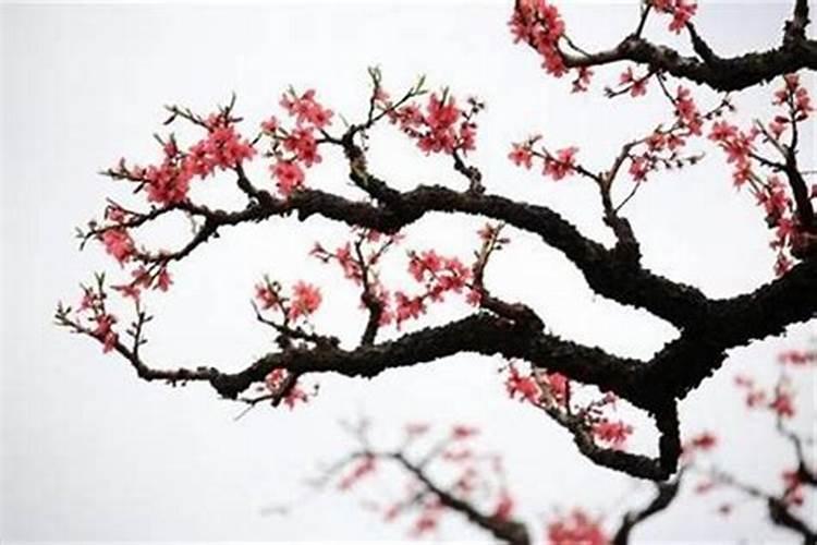 生辰八字带桃花是指什么？