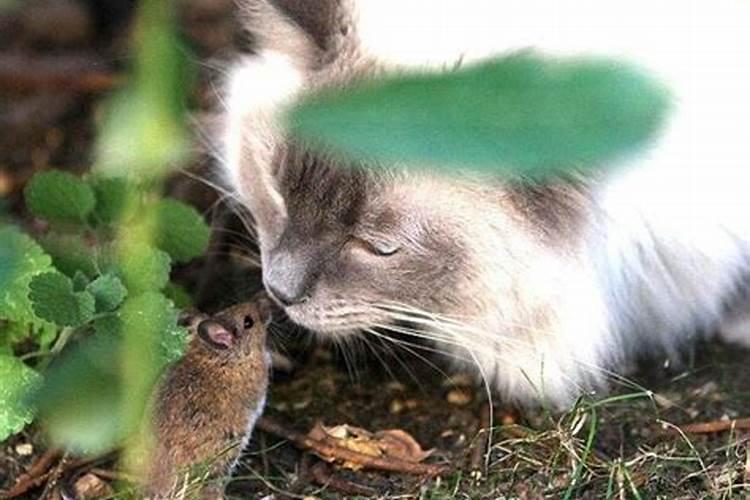 梦见老鼠和猫一起咬我