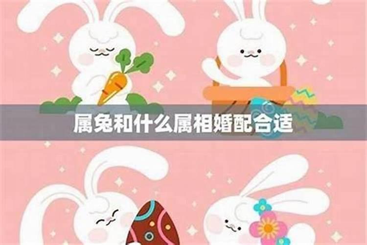 兔与鼠属相婚配好吗？