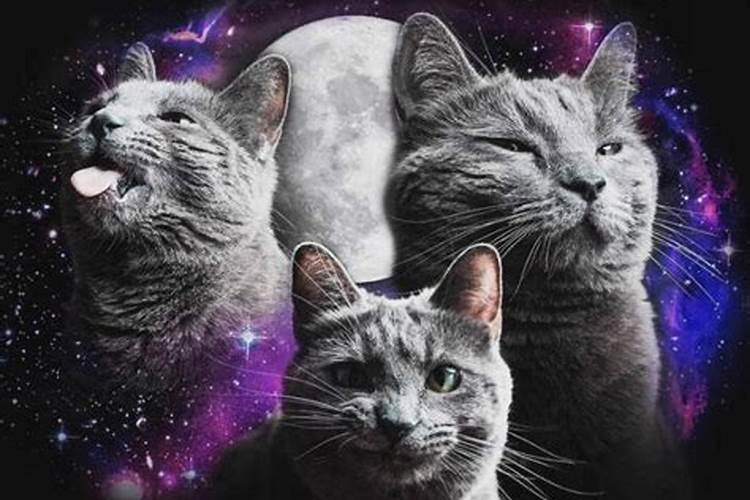 梦见猫啥意思周公解梦？