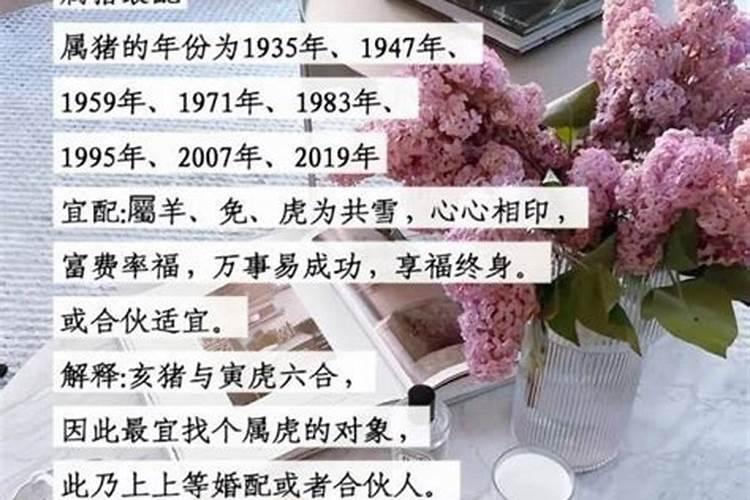 男马女猪属相婚配可以吗？