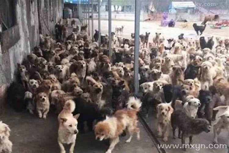 梦见很多狗是什么意思和别人怀孕？