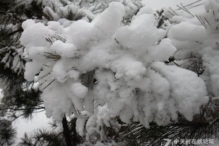 哪年正月初二下大雪？