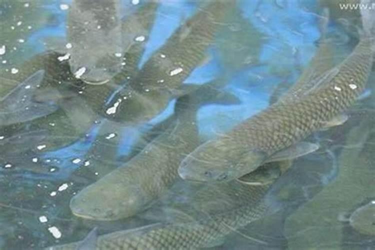 梦见大水突然涨上来还有鱼游