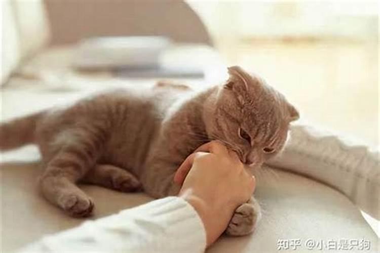 梦见被猫扑上来咬自己脖子