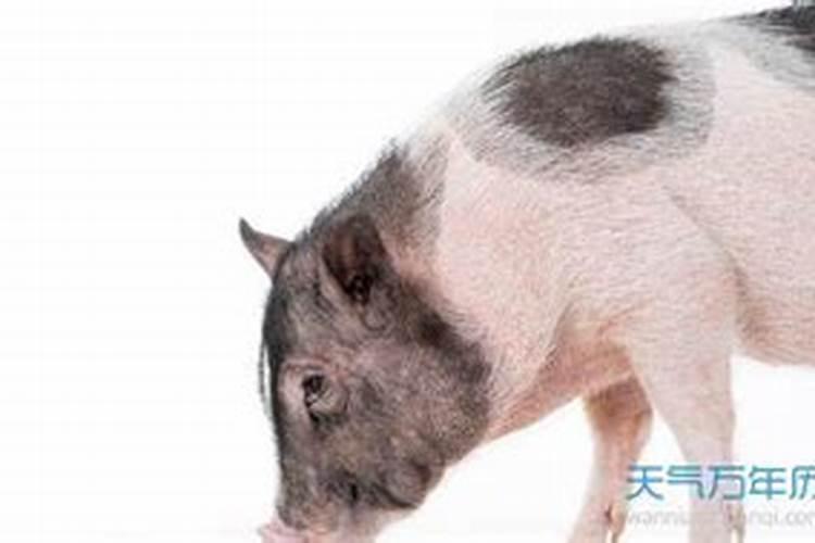生肖猪和兔合婚姻吗？
