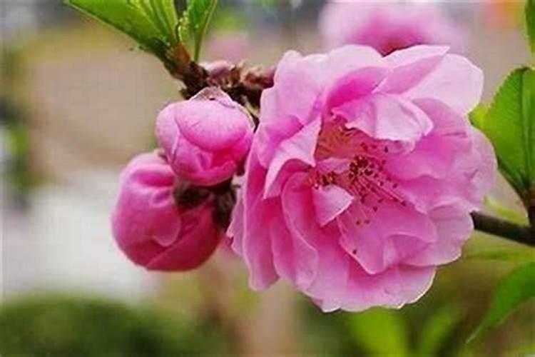 童子命的人桃花运多吗？