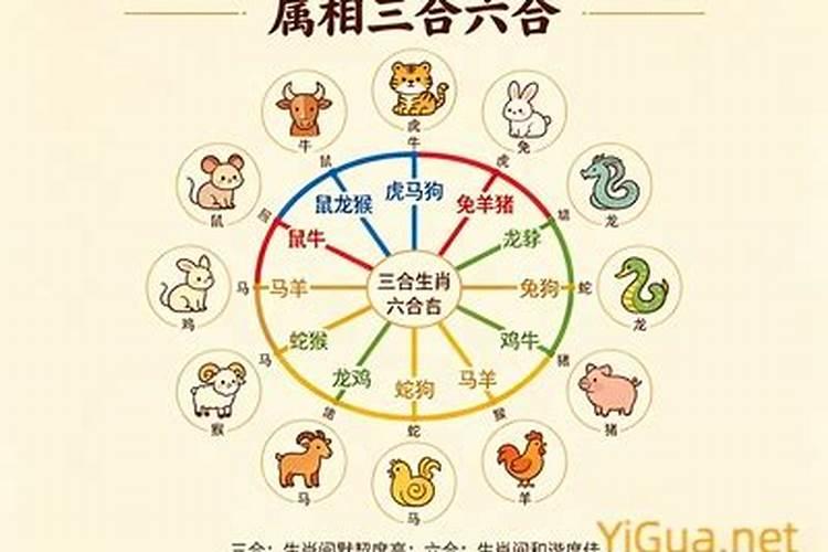 属免和属马的合婚吗？
