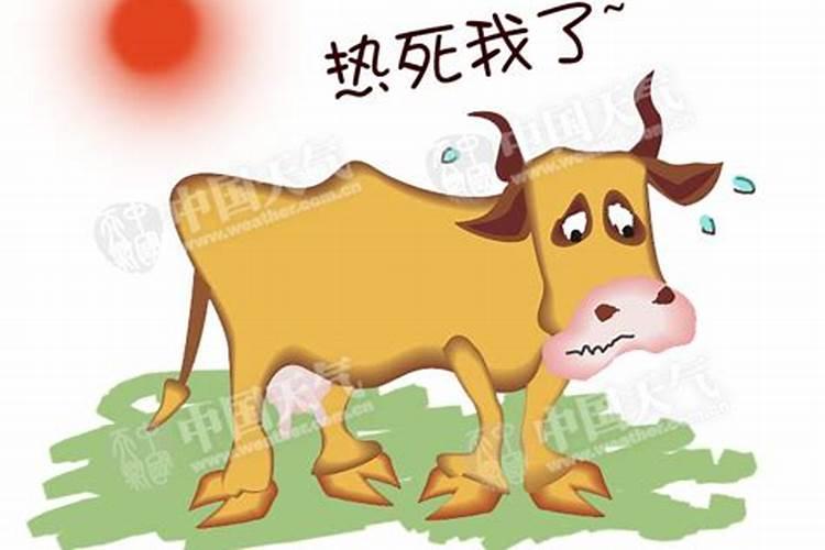 晚立秋热死牛是几月几号？