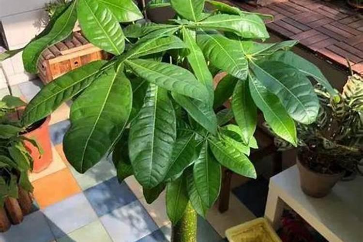 什么植物增加运势？