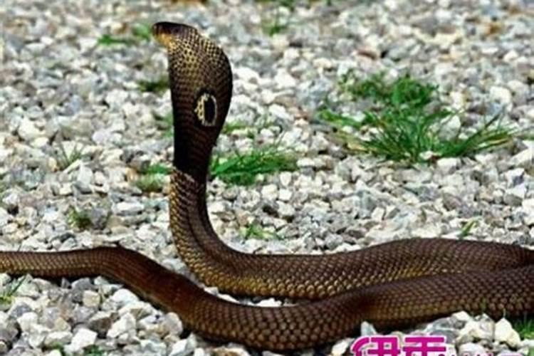 梦到家人被蛇咬死预示着什么？
