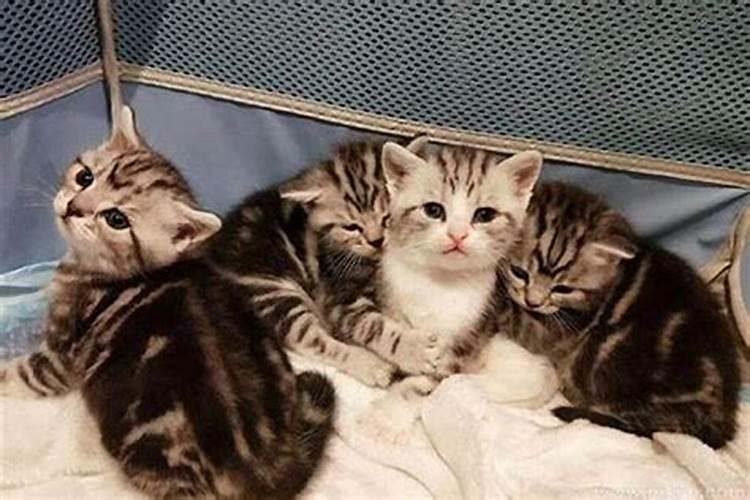 梦见猫咪生了一窝小猫咪